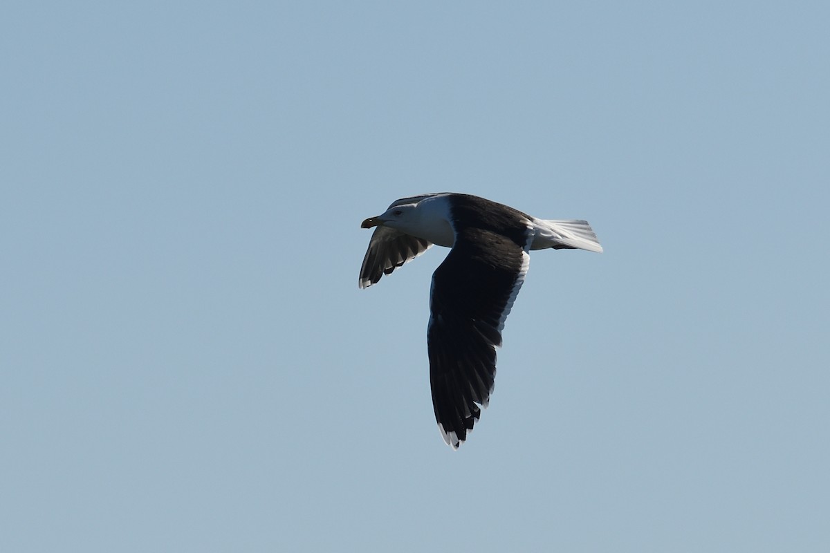 Great Black-backed Gull - ML627440299