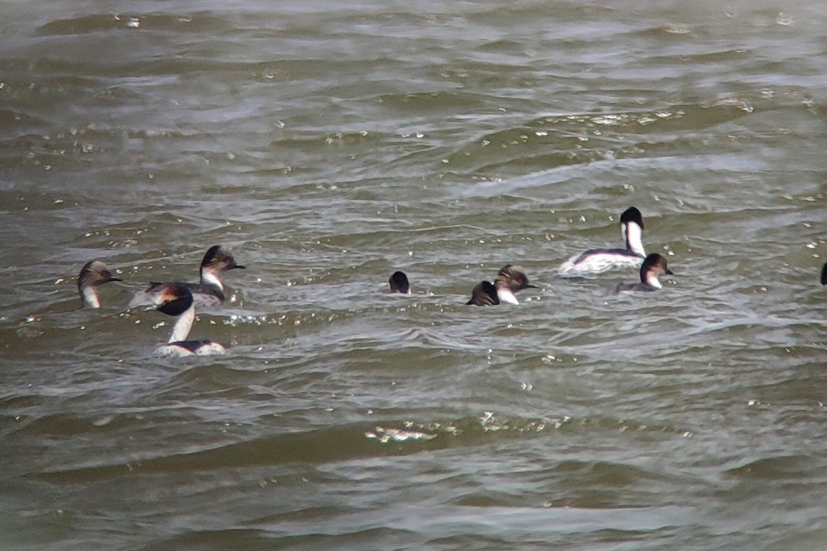 Hooded Grebe - ML627440349