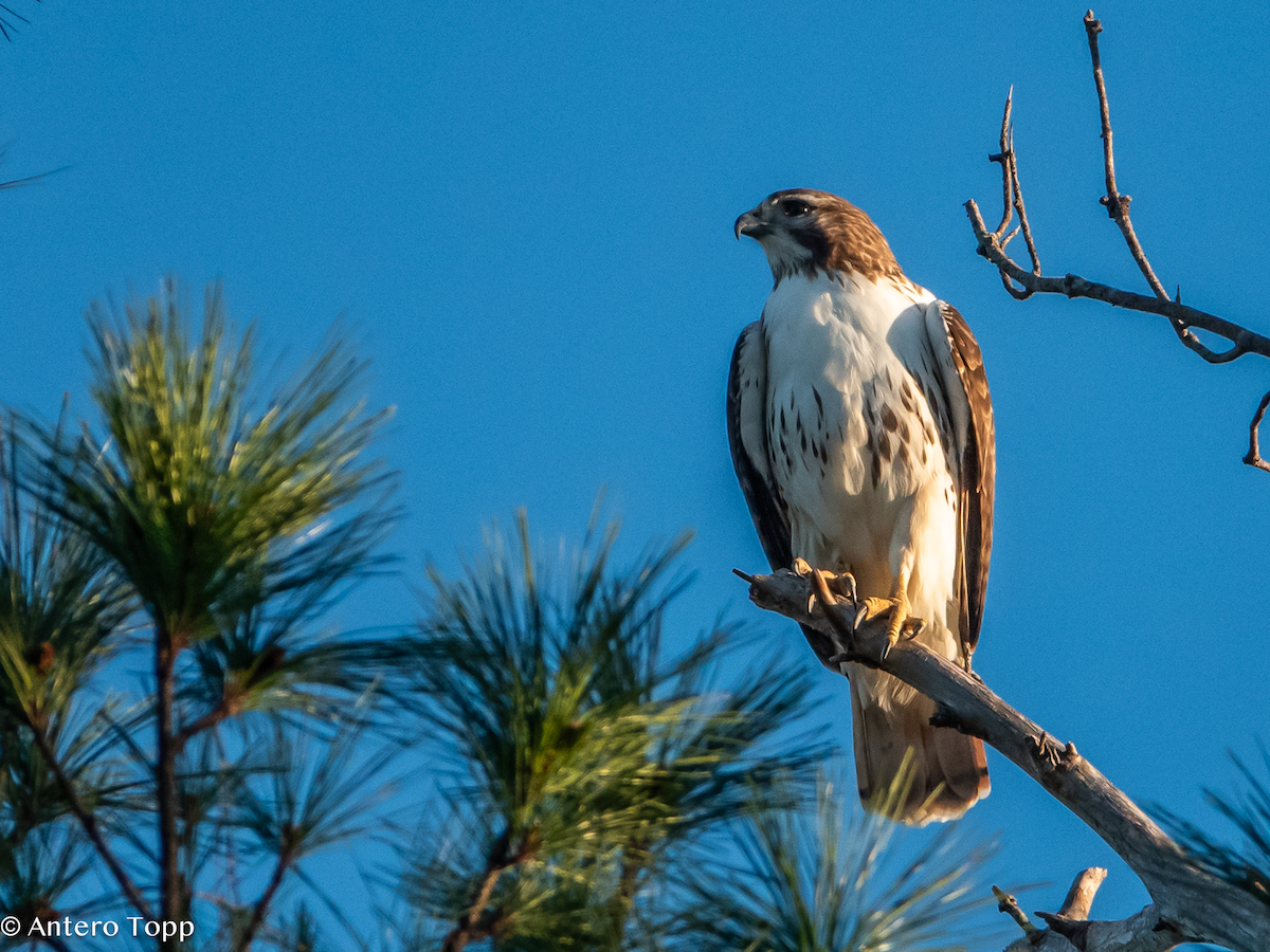 Red-tailed Hawk - ML627440472