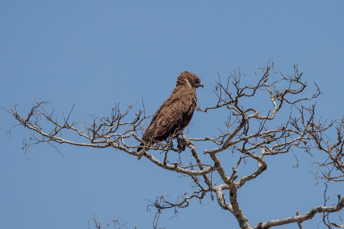 Brown Snake-Eagle - ML627440856