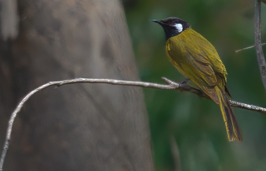 White-eared Honeyeater - ML627440990