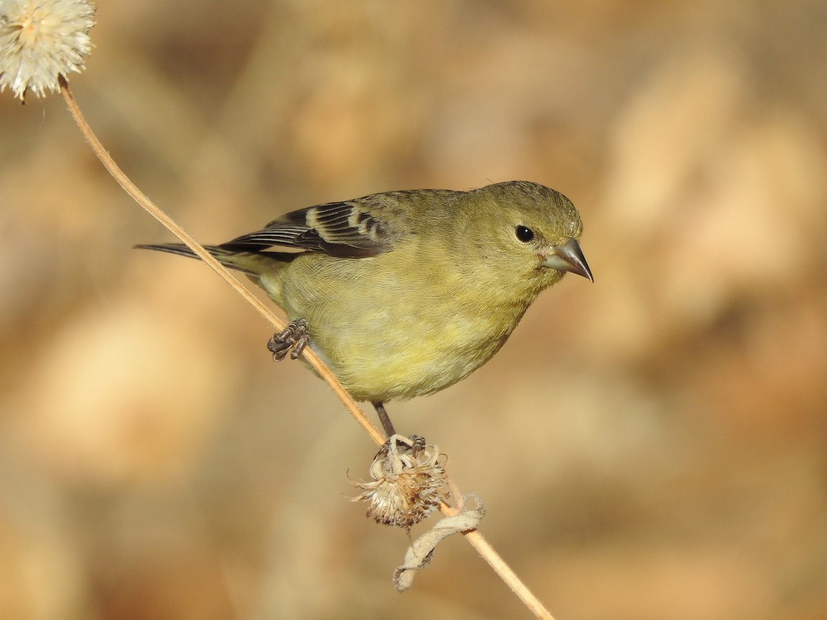 Lesser Goldfinch - ML627440994