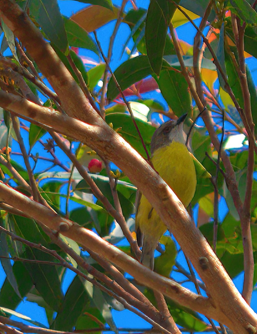 White-throated Gerygone - ML627441002