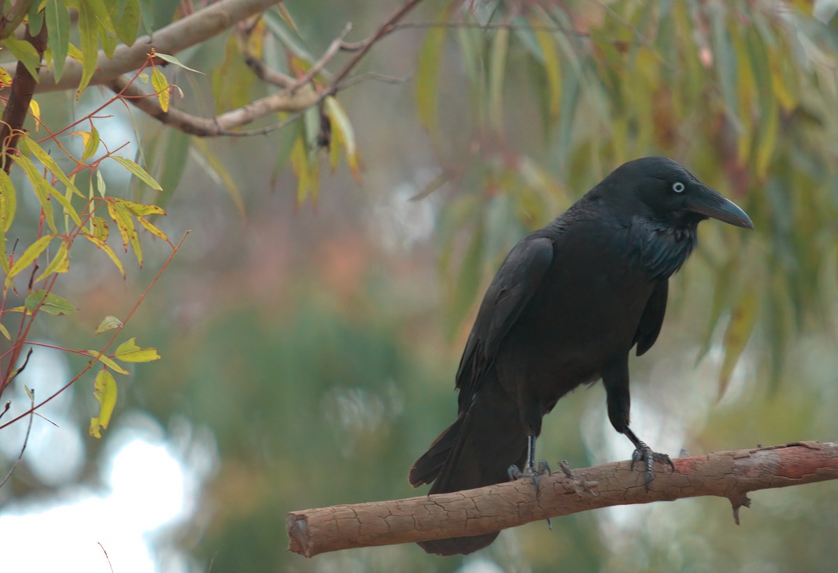 Australian Raven - ML627441042