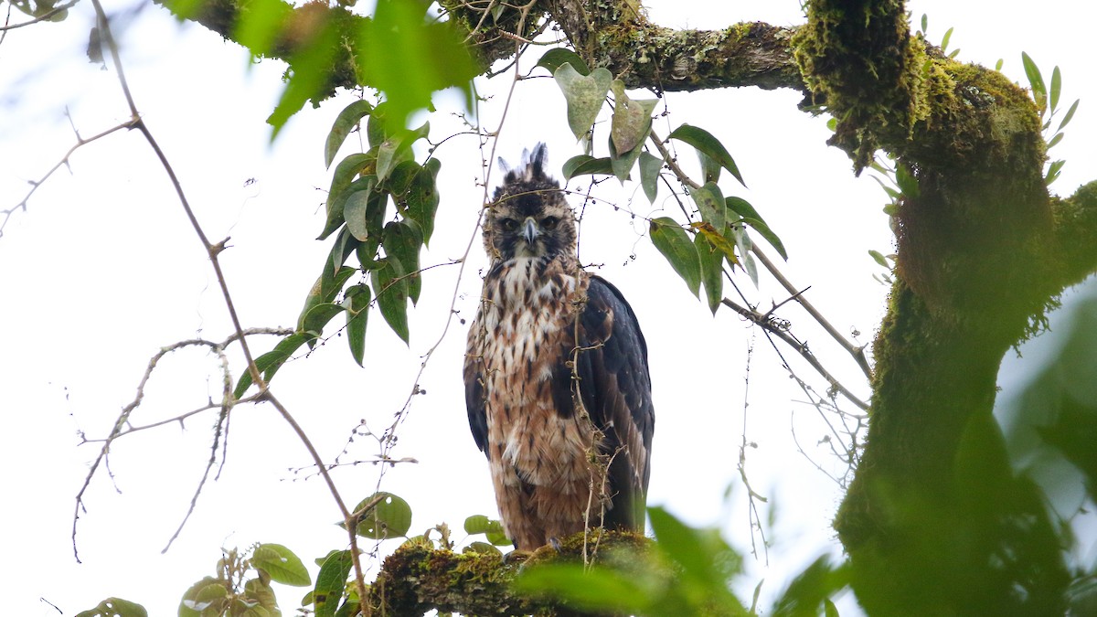 Black-and-chestnut Eagle - ML627441072