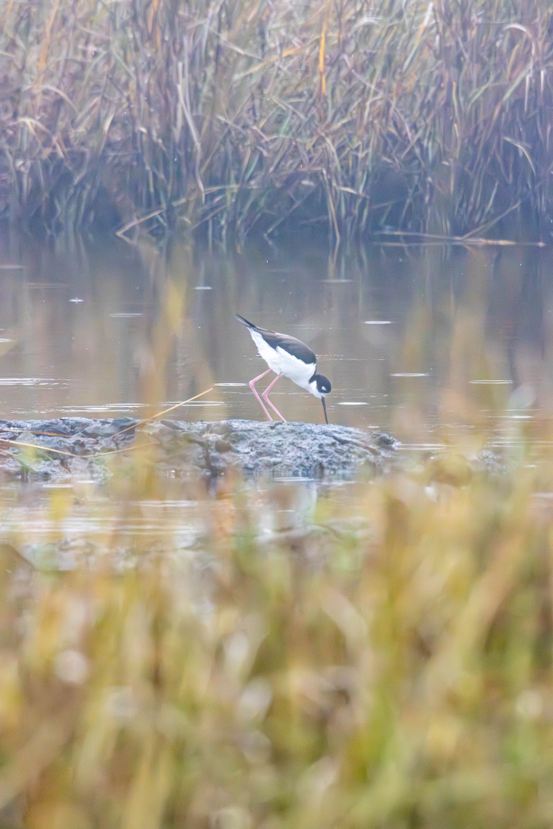 Black-necked Stilt - ML627441076