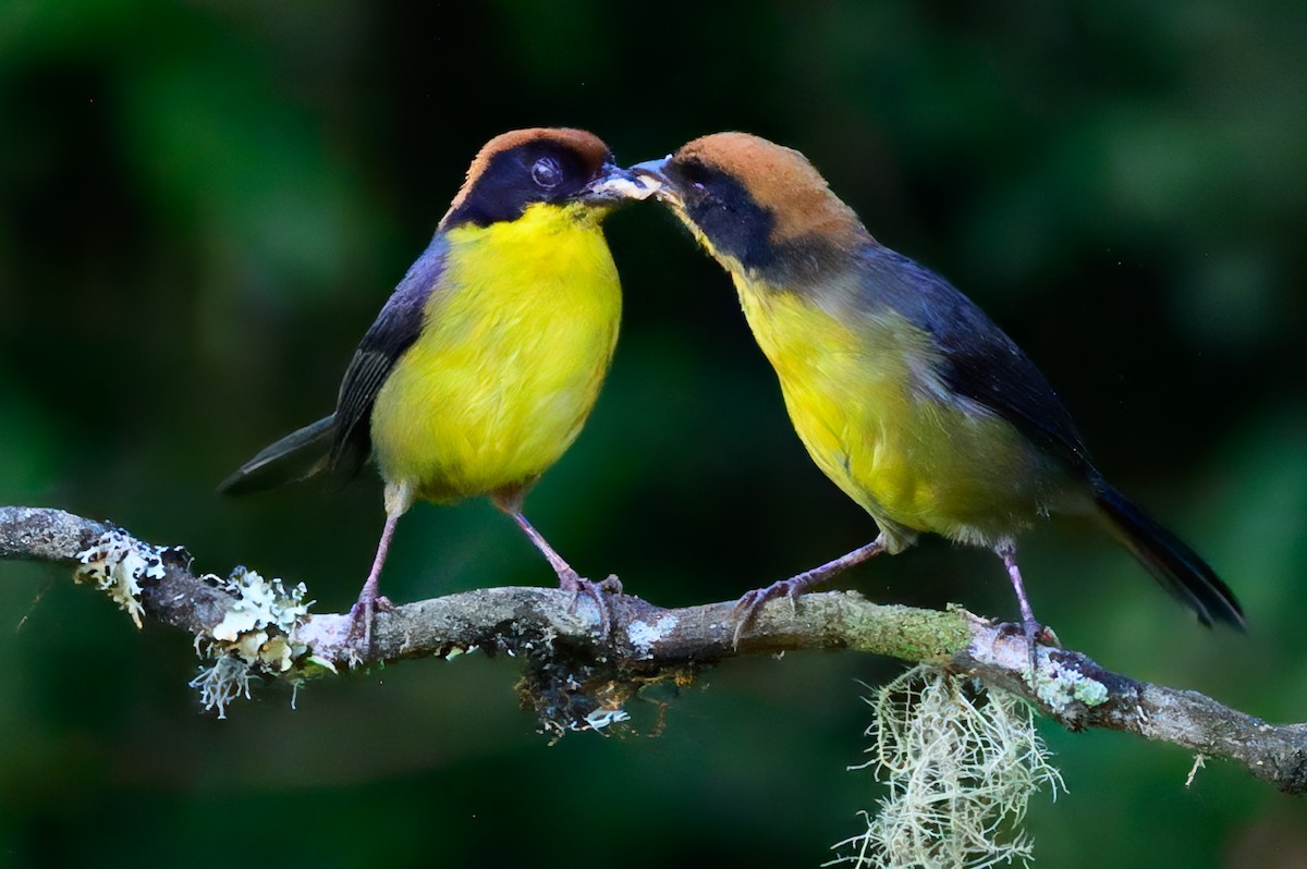 Yellow-breasted Brushfinch - ML627441077