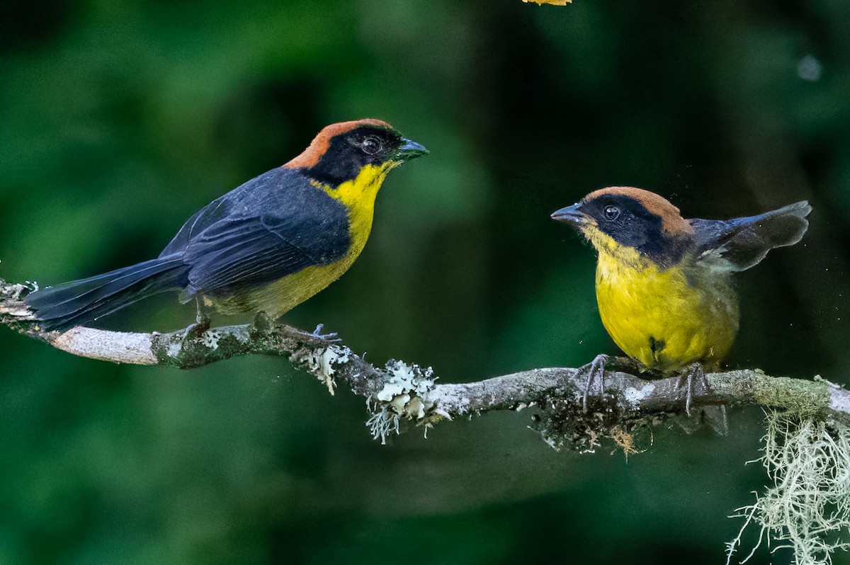 Yellow-breasted Brushfinch - ML627441078