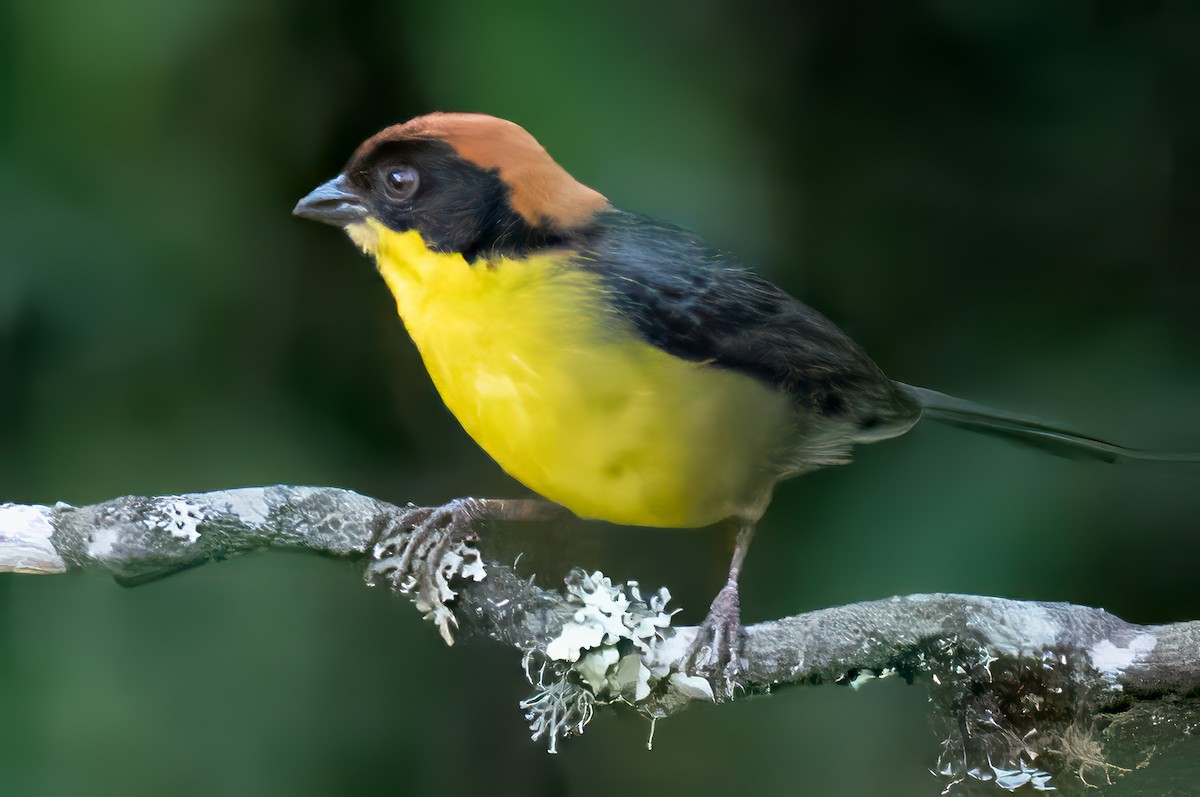 Yellow-breasted Brushfinch - ML627441079