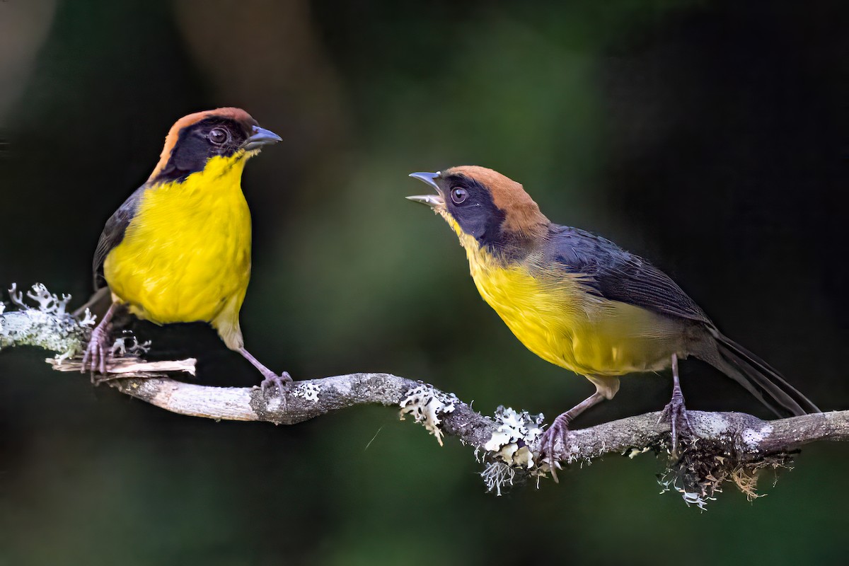 Yellow-breasted Brushfinch - ML627441154