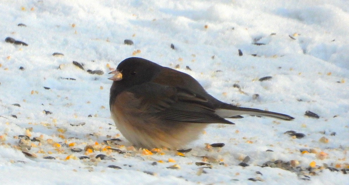 Dark-eyed Junco (Oregon) - ML627441284