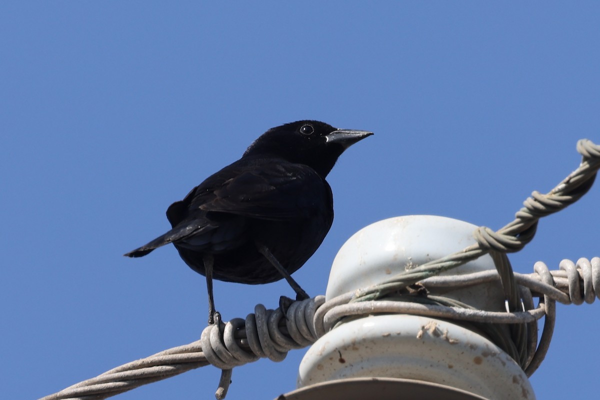 Scrub Blackbird - ML627441887