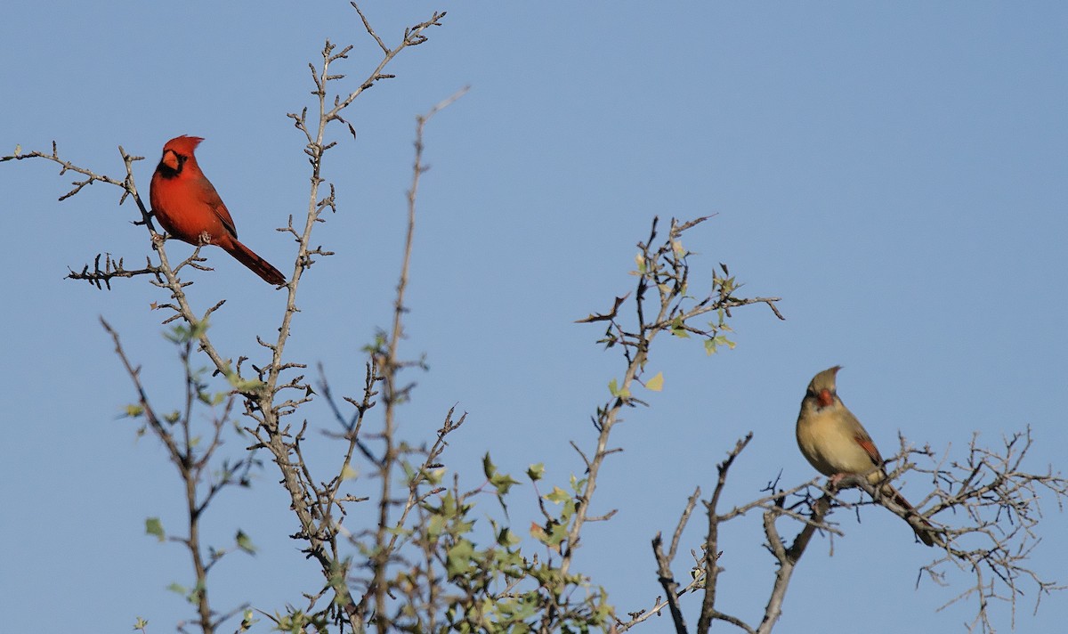 Northern Cardinal - ML627442094