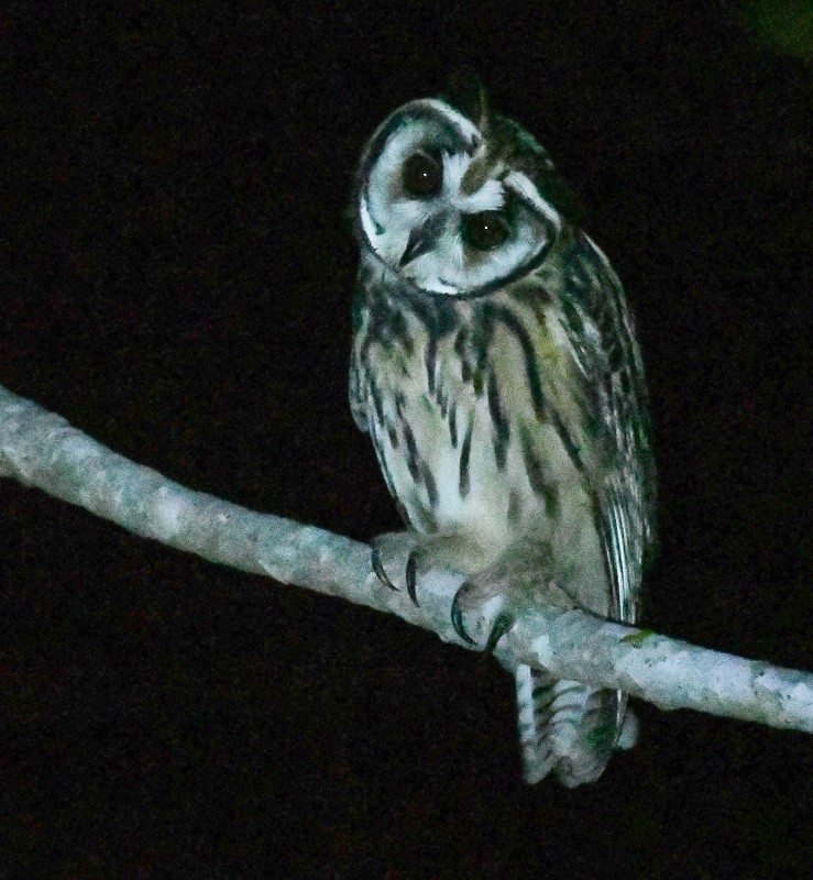 Striped Owl - ML627442238
