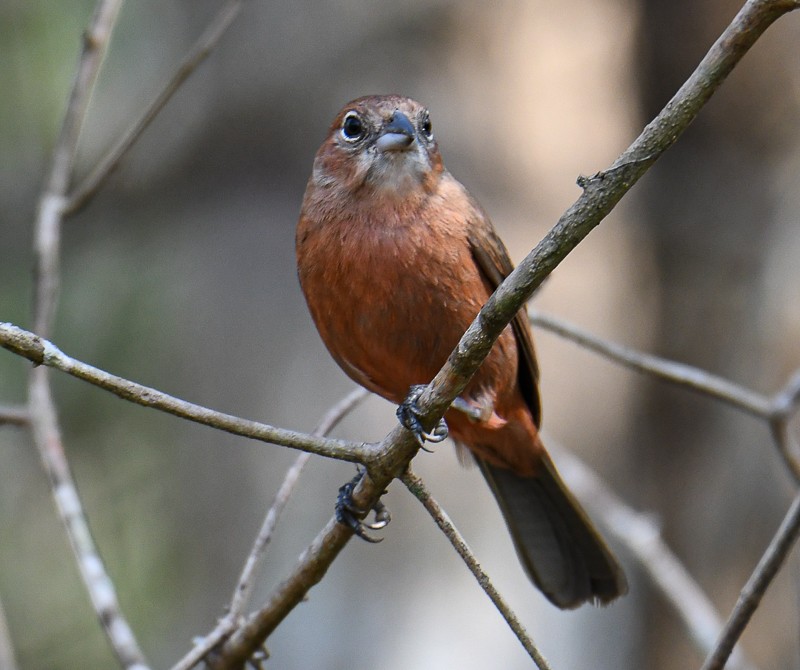 Red-crested Finch - ML627442270