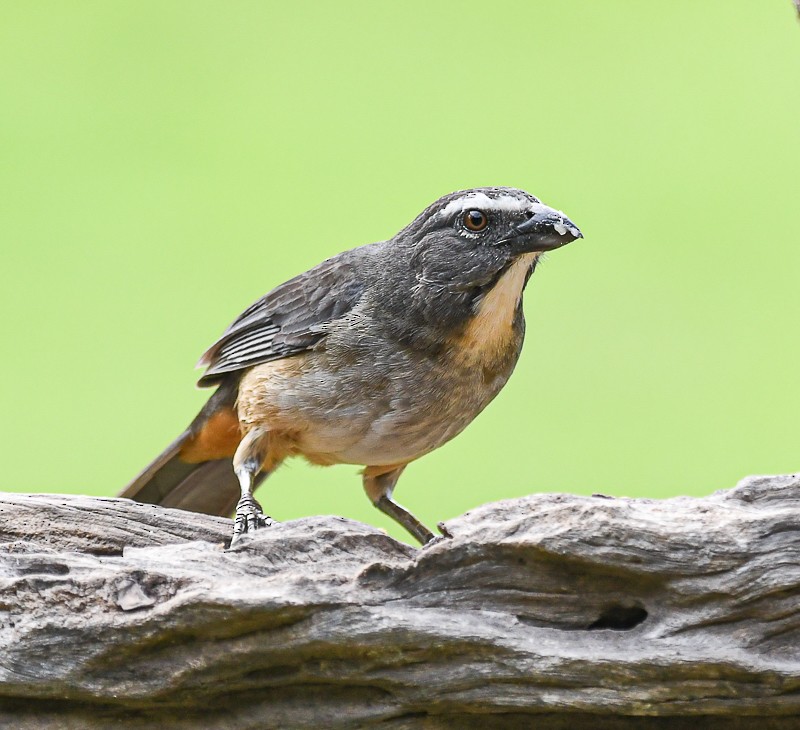 Bluish-gray Saltator - ML627442278