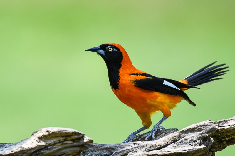 Orange-backed Troupial - ML627442288