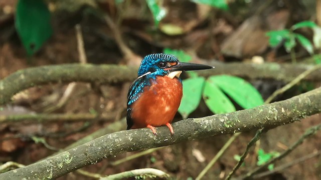 Blue-eared Kingfisher - ML627442402