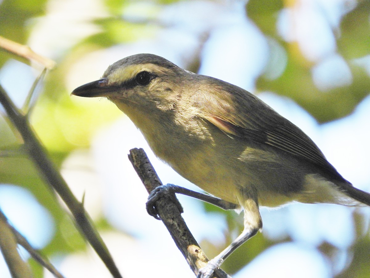 Yucatan Vireo - ML62744241