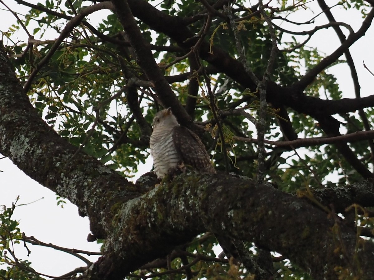 Barred Long-tailed Cuckoo - ML627442458