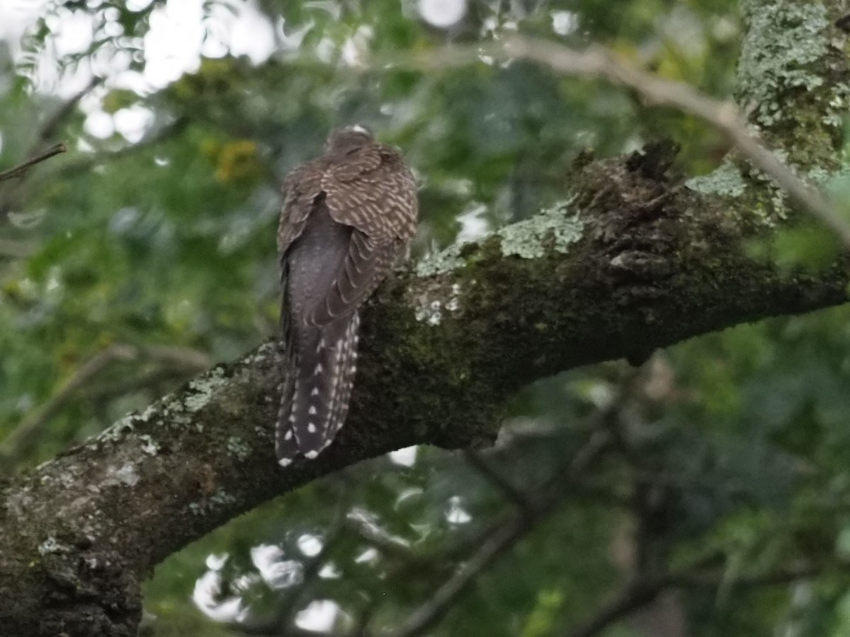 Barred Long-tailed Cuckoo - ML627442459