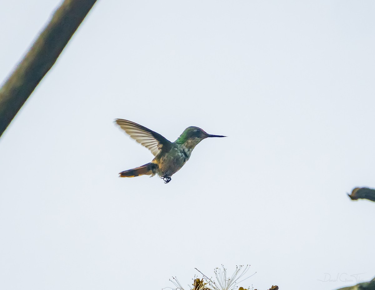 Short-crested Coquette - ML627442588