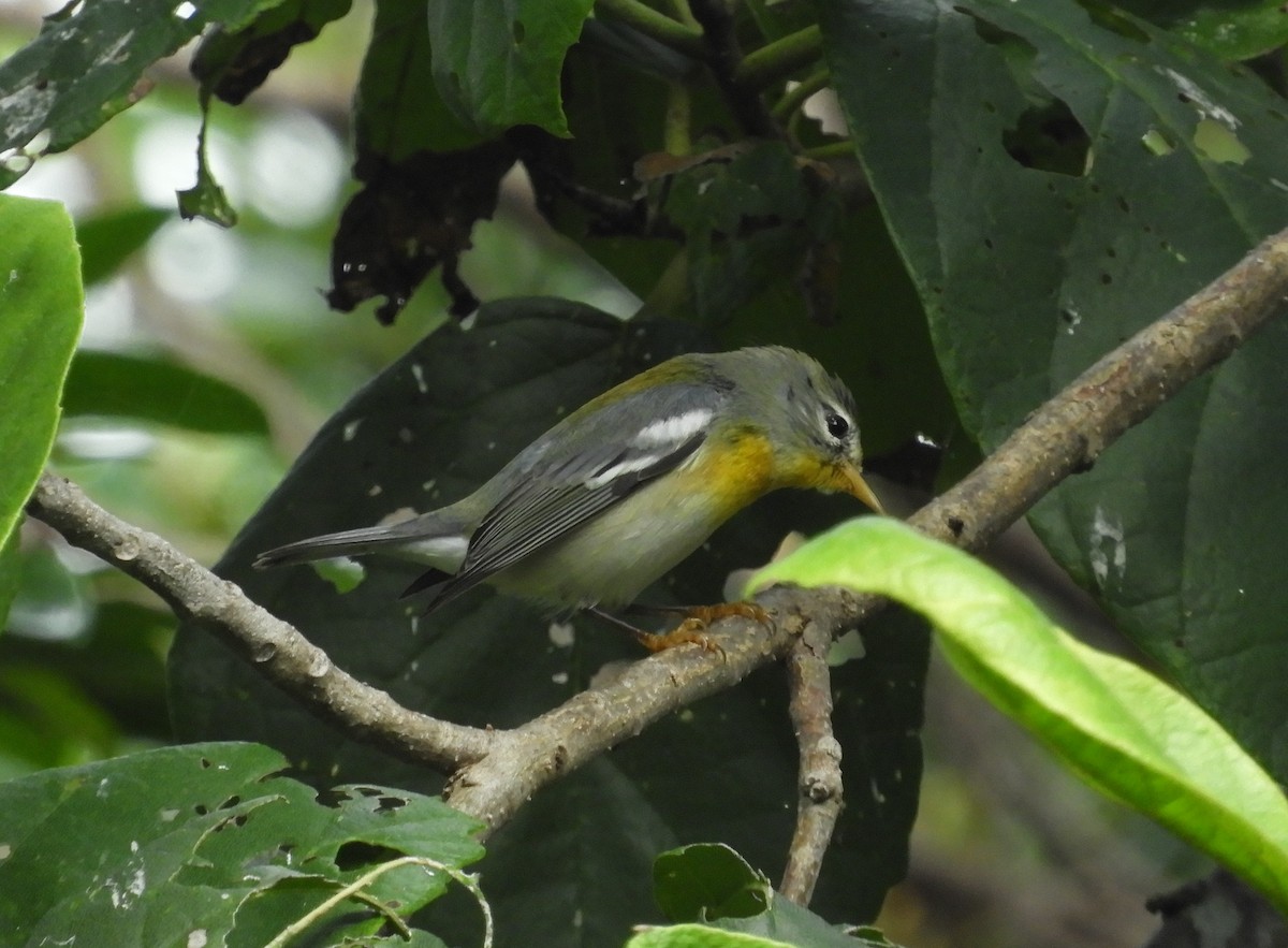 Northern Parula - ML62744261