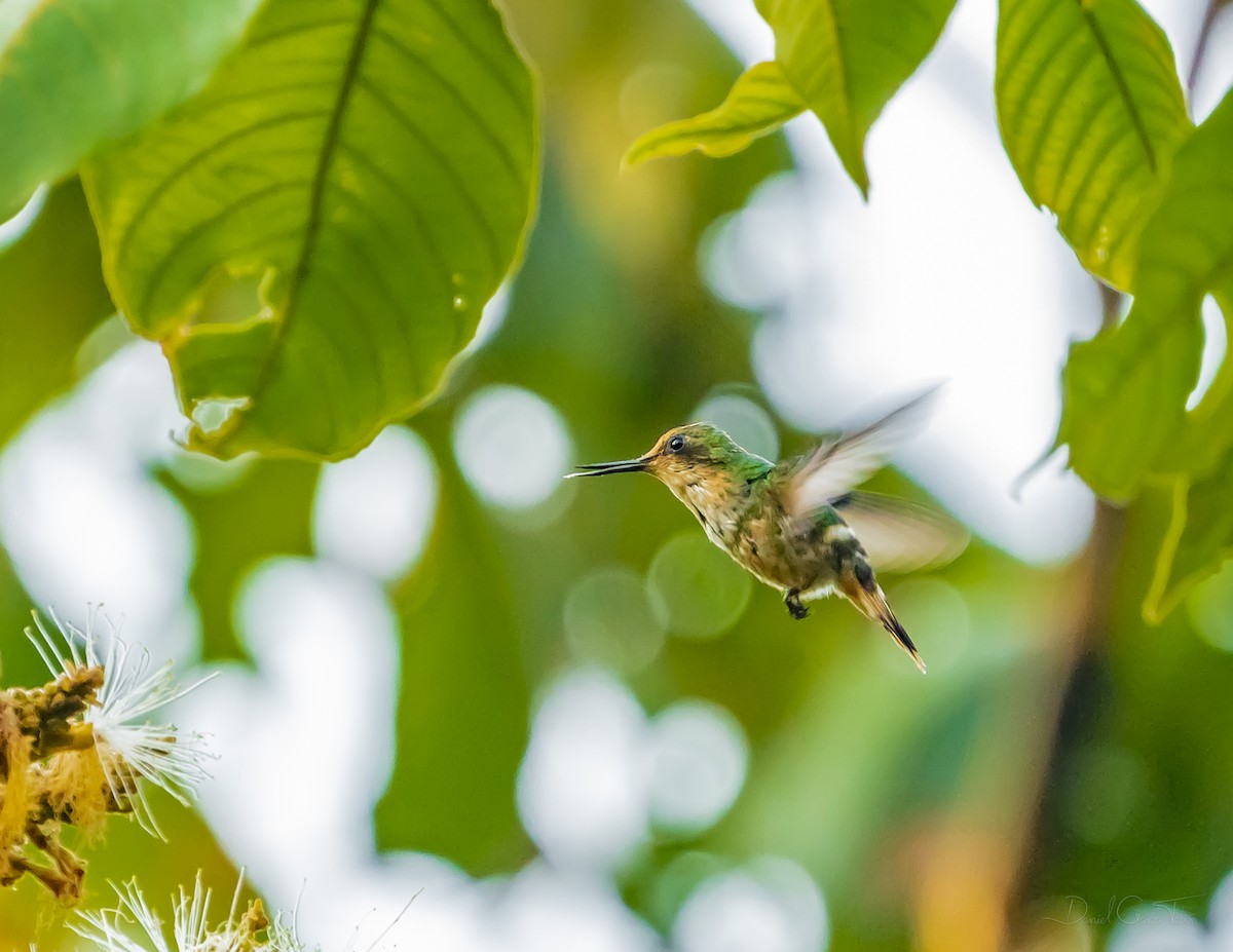 Short-crested Coquette - ML627442635