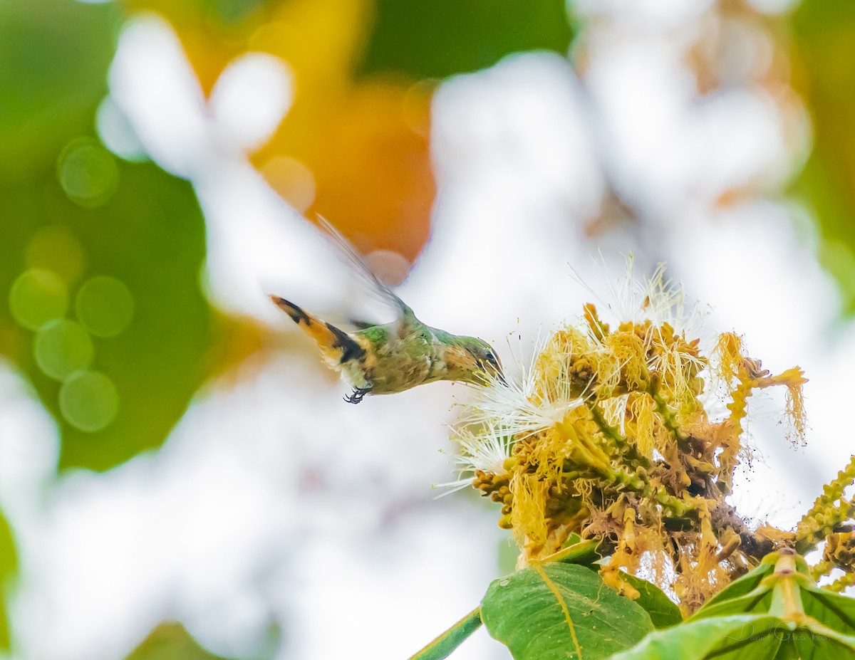 Short-crested Coquette - ML627442651