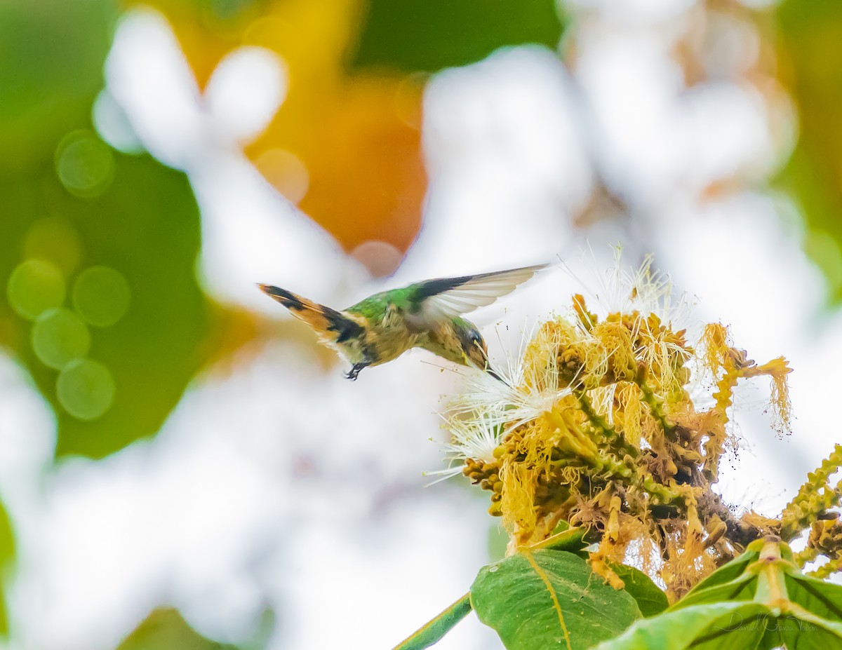 Short-crested Coquette - ML627442652