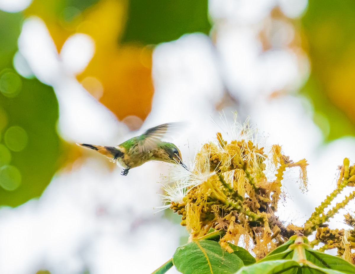 Short-crested Coquette - ML627442653