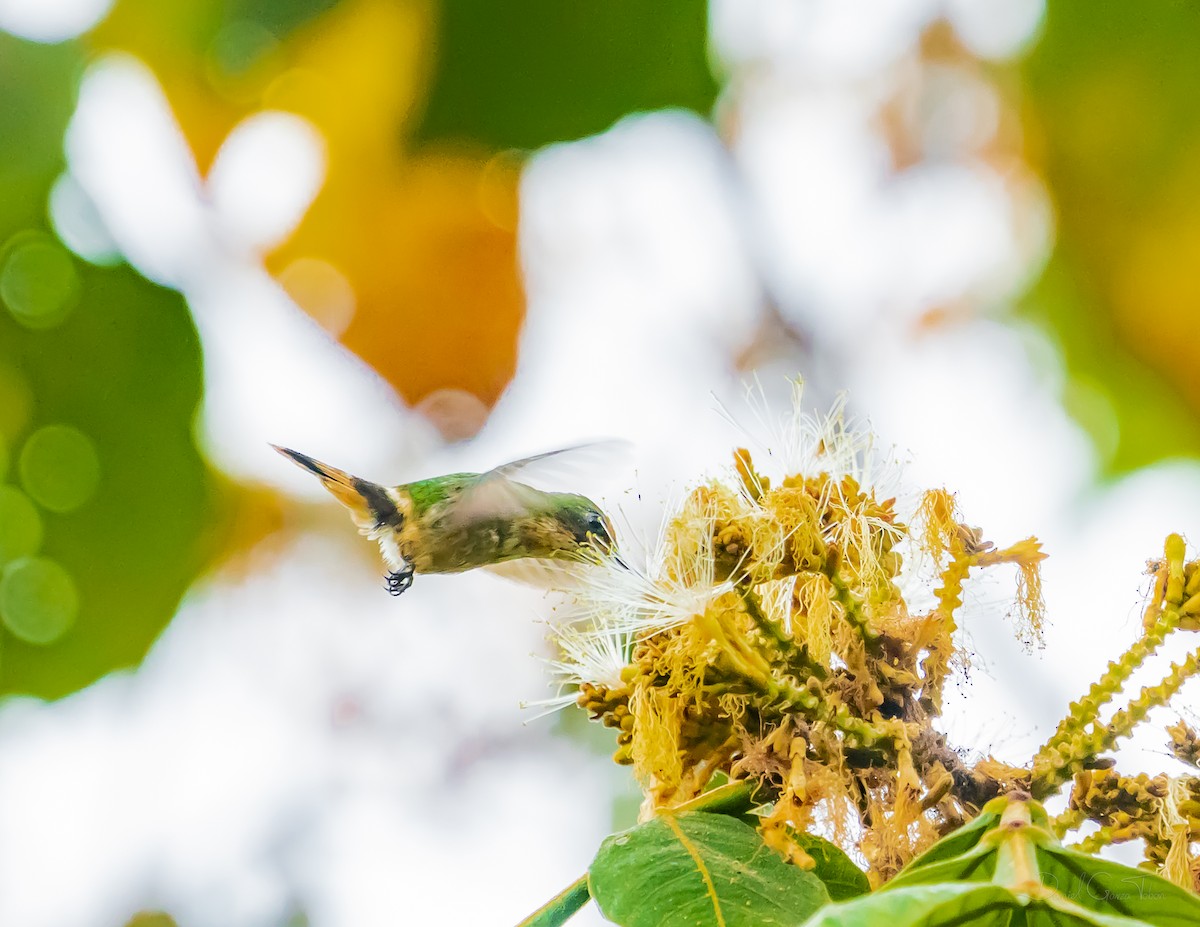 Short-crested Coquette - ML627442654