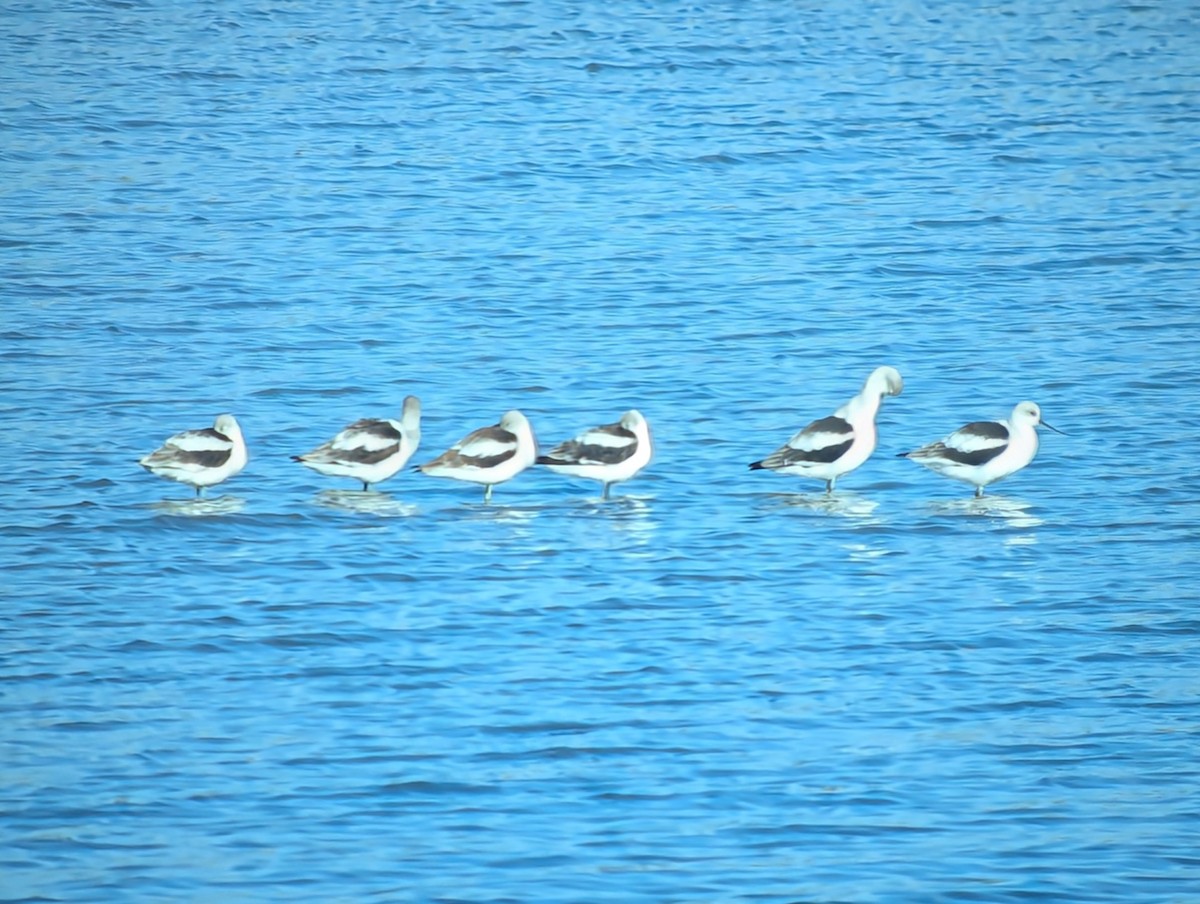 American Avocet - ML627442757