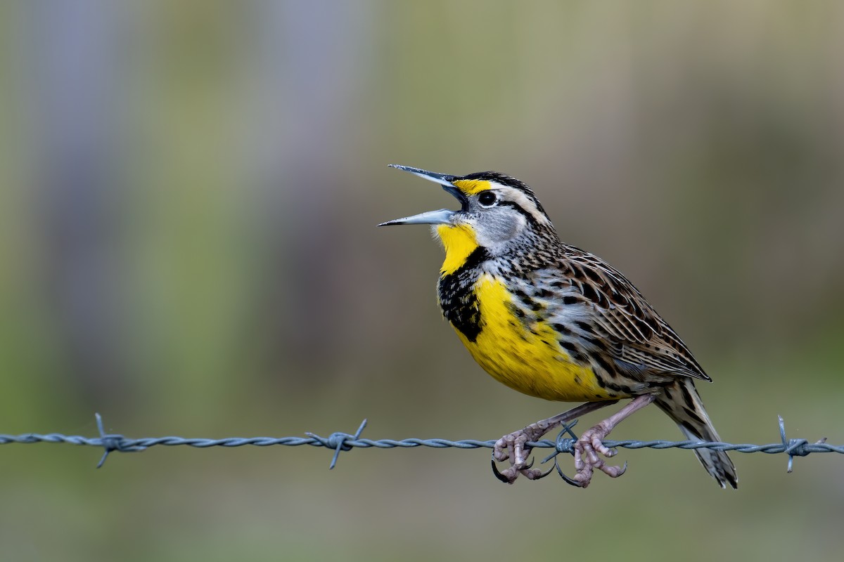 Eastern Meadowlark - ML627442816