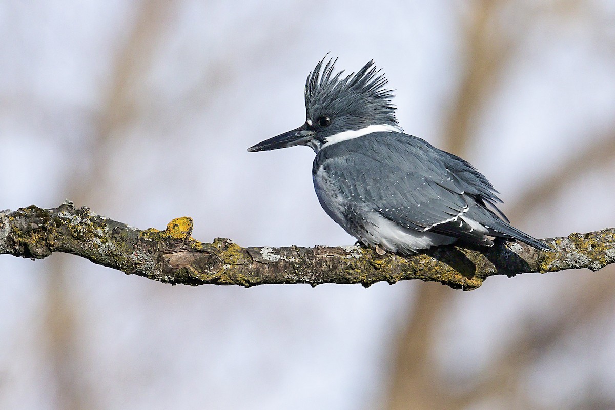 Belted Kingfisher - ML627442891