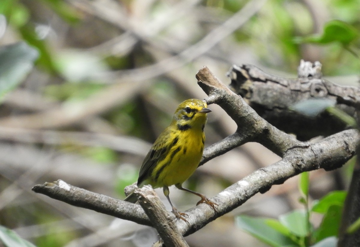 Prairie Warbler - ML62744291