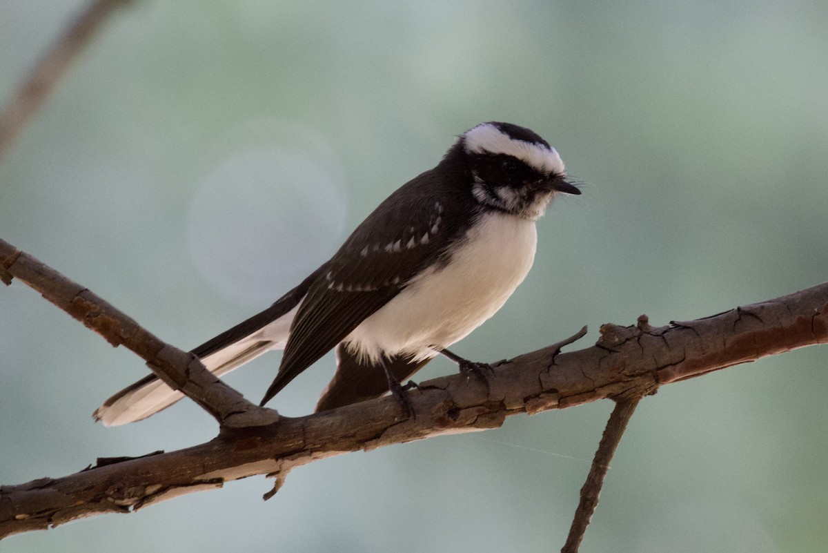 Ak Kaşlı Katmerkuyruk - ML627443032