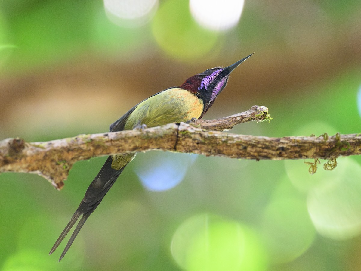 Black-throated Sunbird - ML627443057