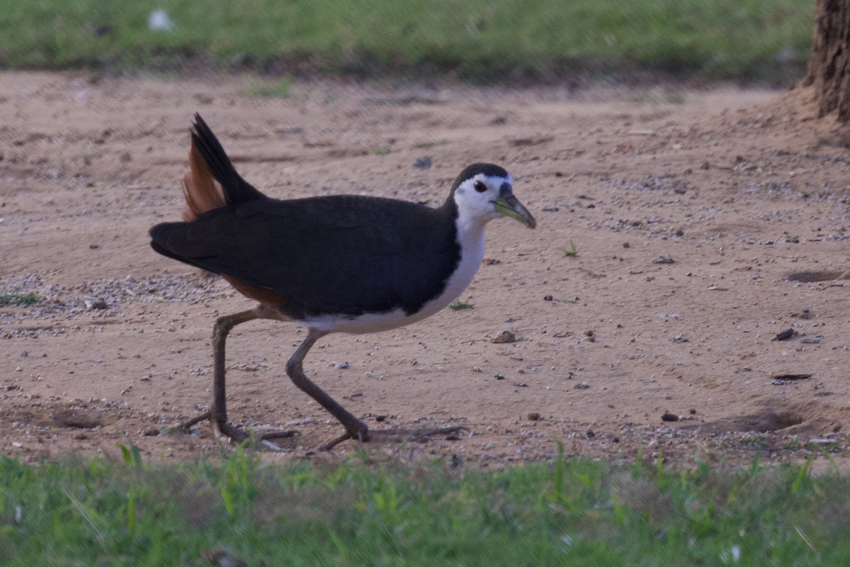 Ak Göğüslü Suyelvesi - ML627443066