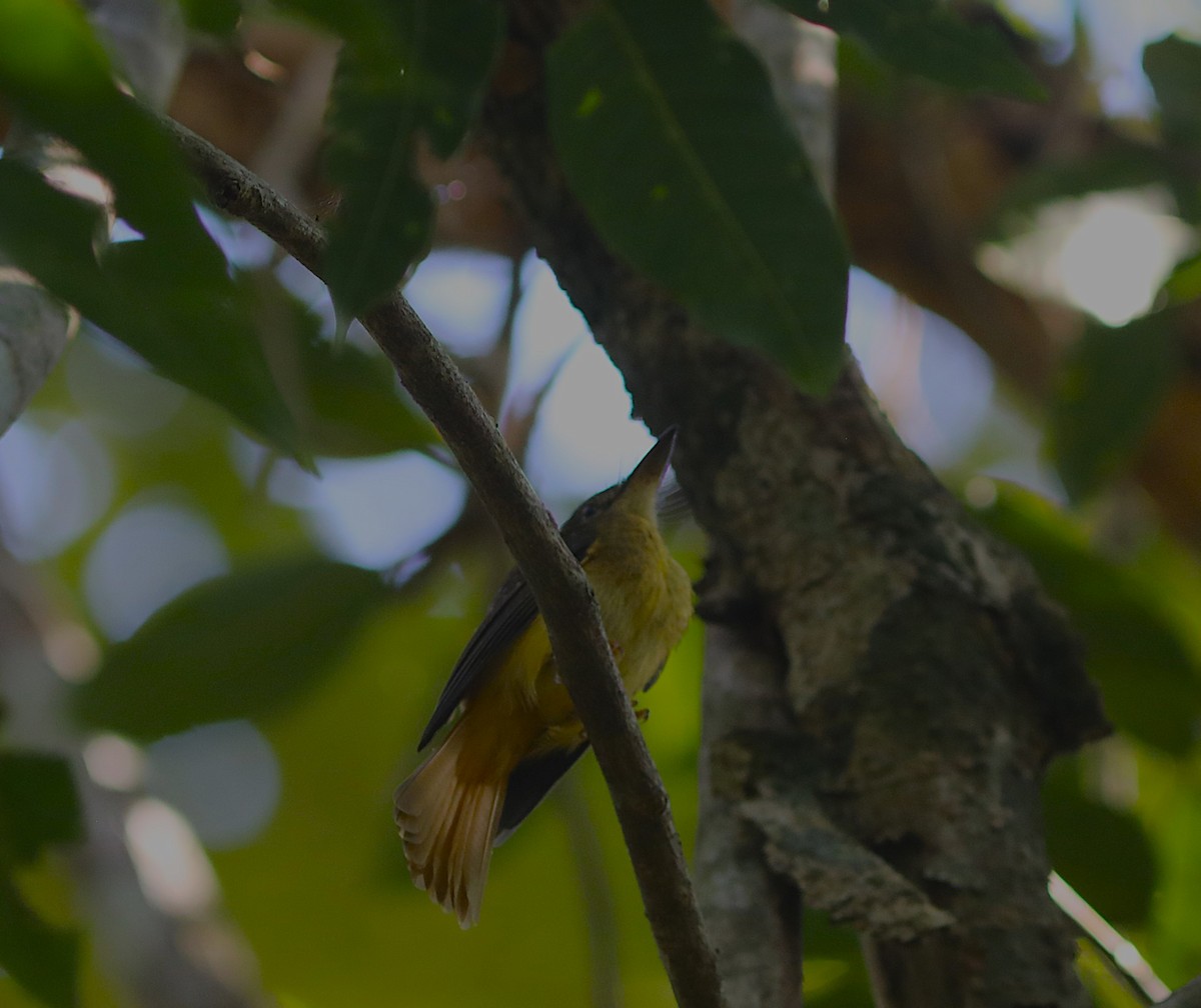 Tropical Royal Flycatcher (Northern) - ML627443161