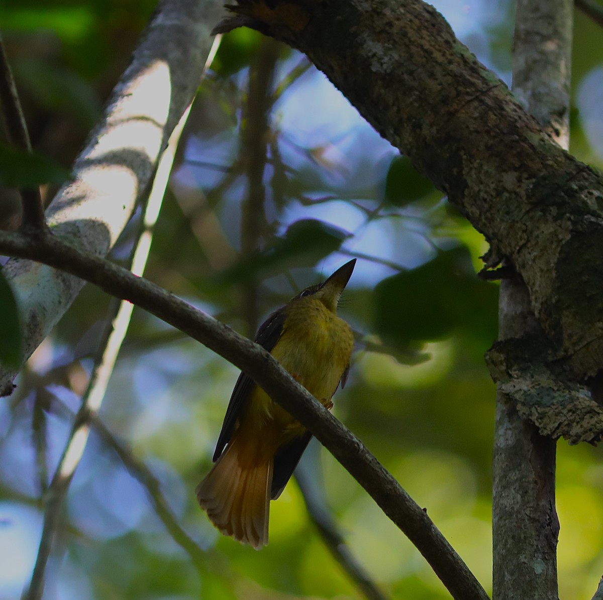 Tropical Royal Flycatcher (Northern) - ML627443162