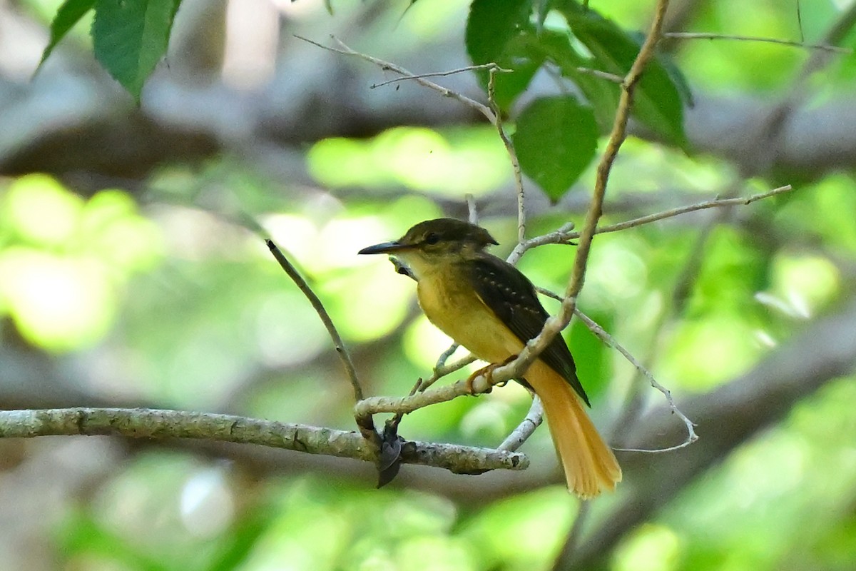 Tropical Royal Flycatcher - ML627443283