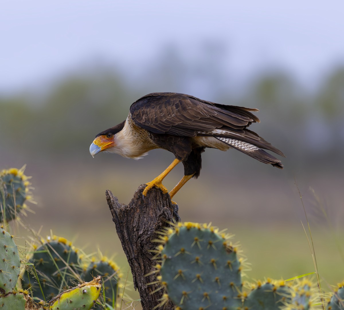 Caracara huppé - ML627443500