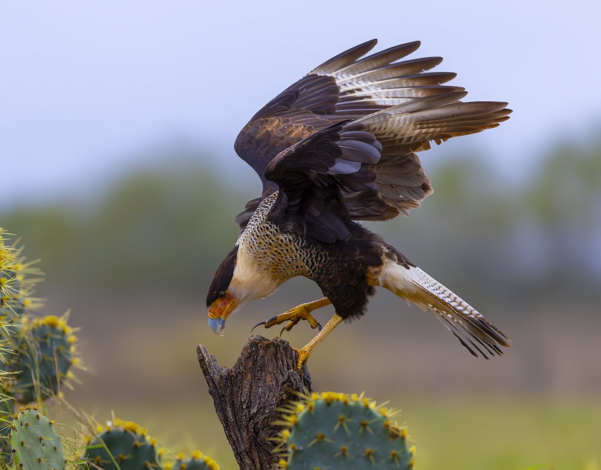 Caracara huppé - ML627443509