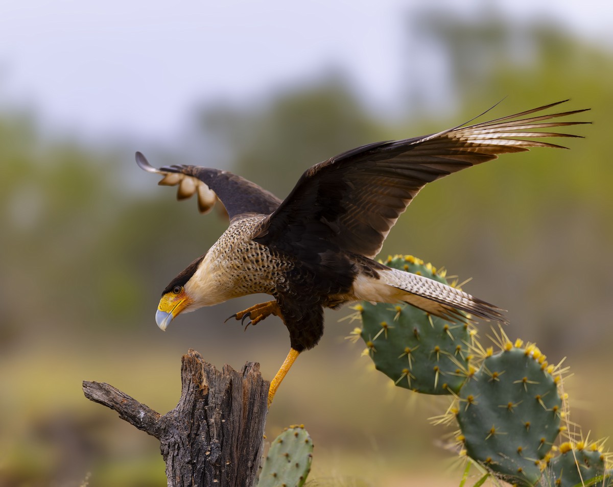 Caracara huppé - ML627443518