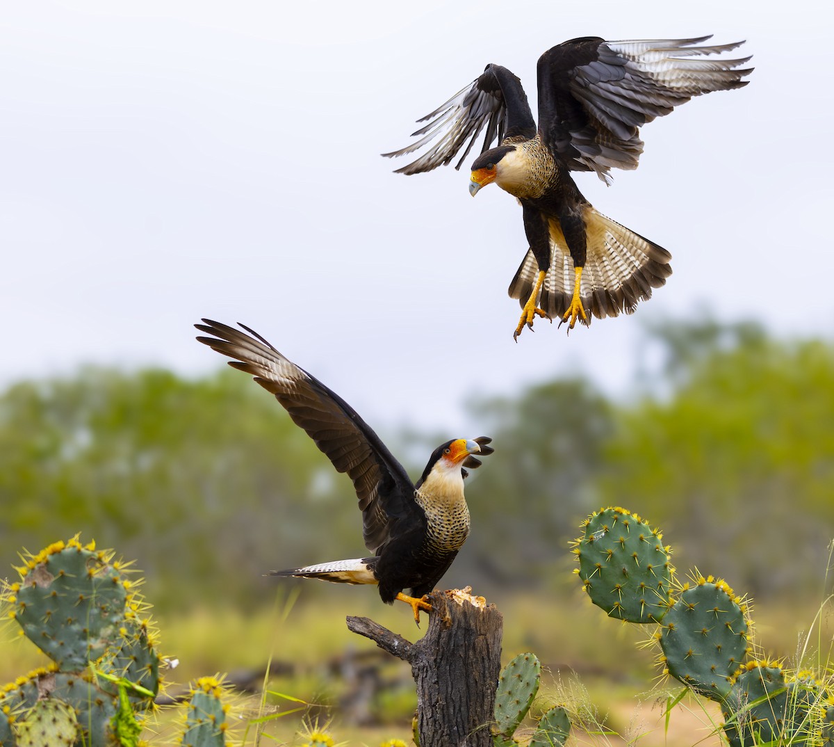 Caracara huppé - ML627443527