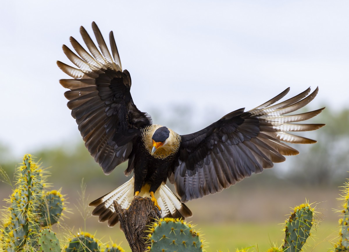 Caracara huppé - ML627443538