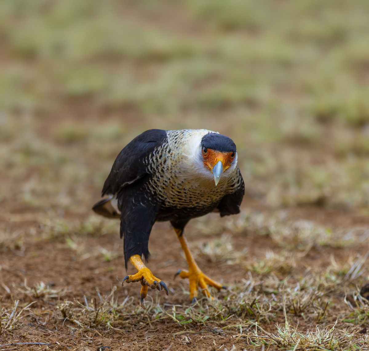 Caracara huppé - ML627443552