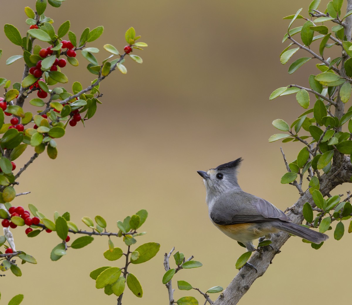 Mésange à plumet noir - ML627443578