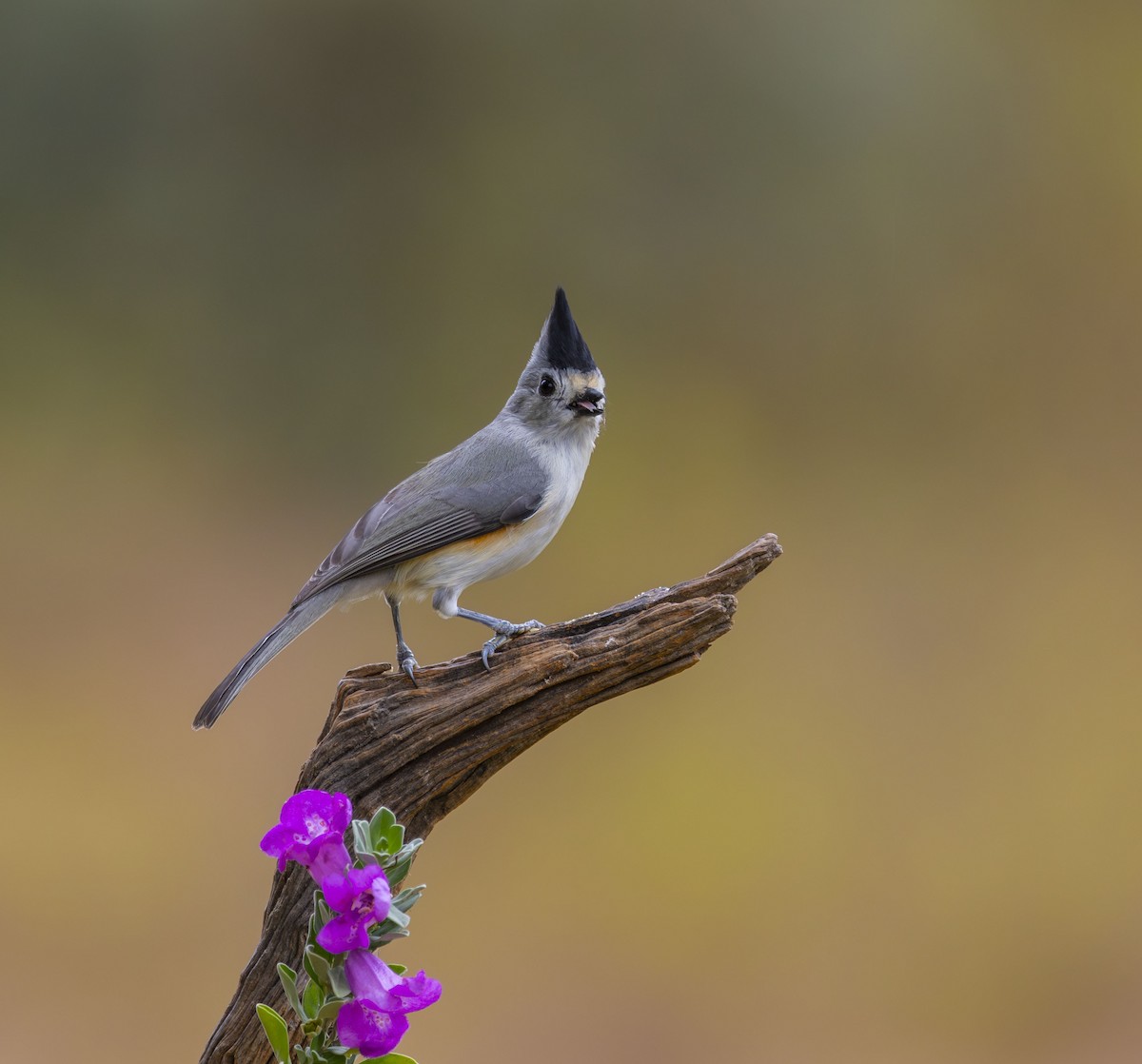 Mésange à plumet noir - ML627443597